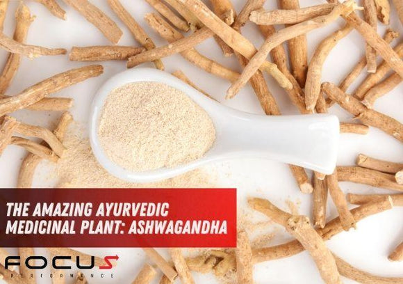 The Amazing Ayurvedic Medicinal Plant: Ashwagandha