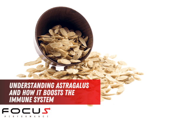 Understanding Astragalus and How it Boosts the Immune System