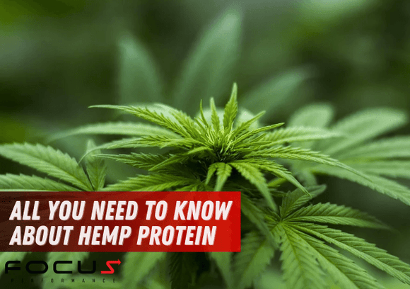 All You Need to Know About Hemp Protein